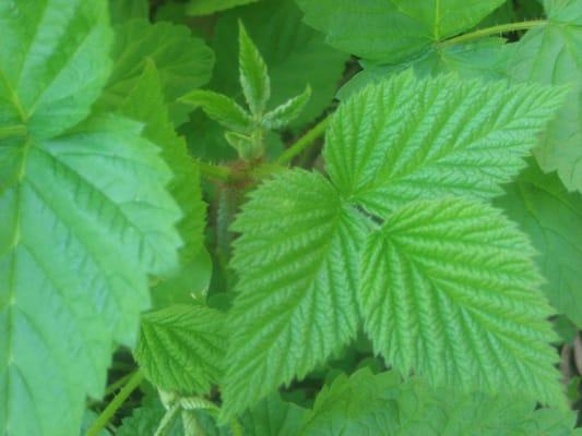 Red Raspberry leaves