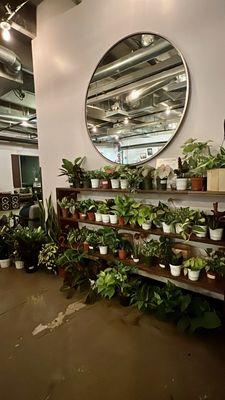 Large variety of houseplants available inside Infinite Monkey Theorem