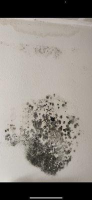 Untreated mold will become bigger over time. Even if you have small visual growth always treat it to prevent this from happening.