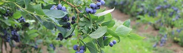 Oregon Blueberry Farms & Nursery