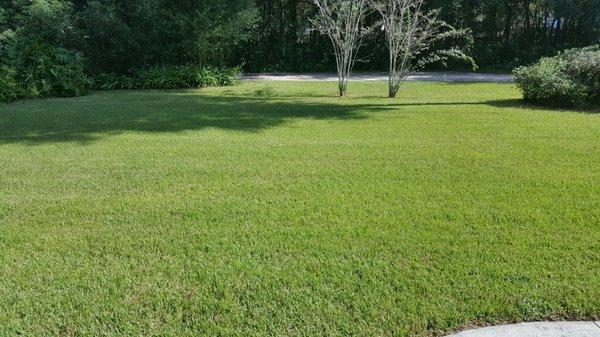 When a lawn looks like a smooth green carpet! Nice to see when you walk out front door.