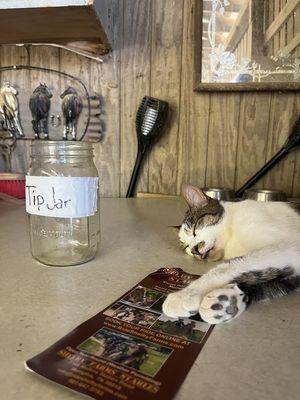 Barn Cat