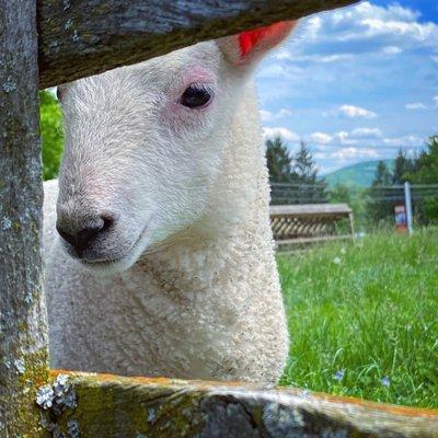 Lamb peeking through her fence