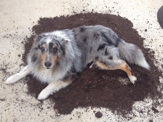 Pet friendly compost for lawns.
 Gilligan loves our compost!