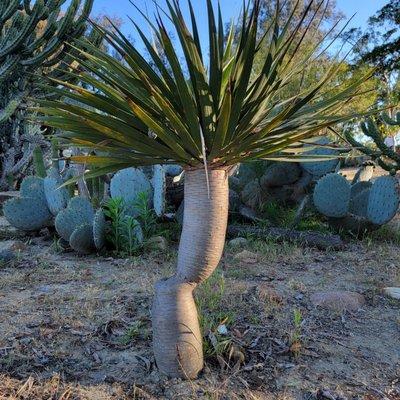 Kate O Sessions Cactus Garden