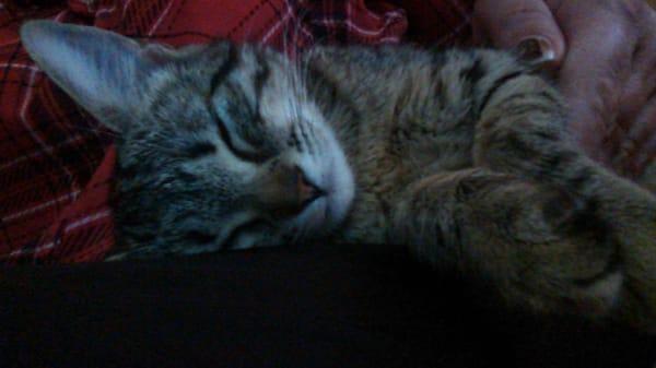 #Love My Kitty :-)