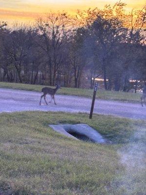 Deer at camp site