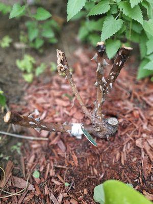 Dead rose bush after they asked me to wait 90 days!