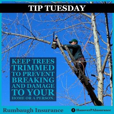 Keep trees and bushes trimmed