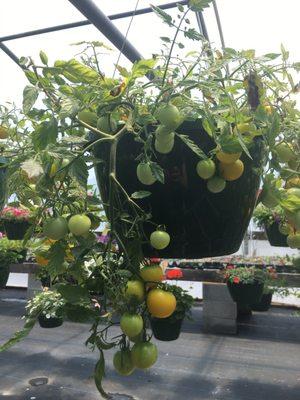 Hanging tomato plant