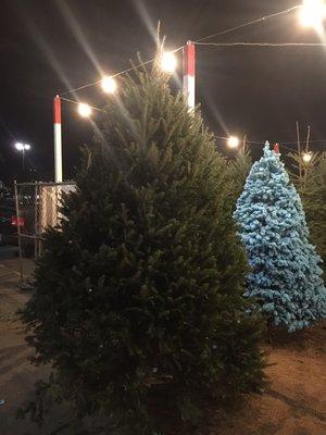 Large christmas tree