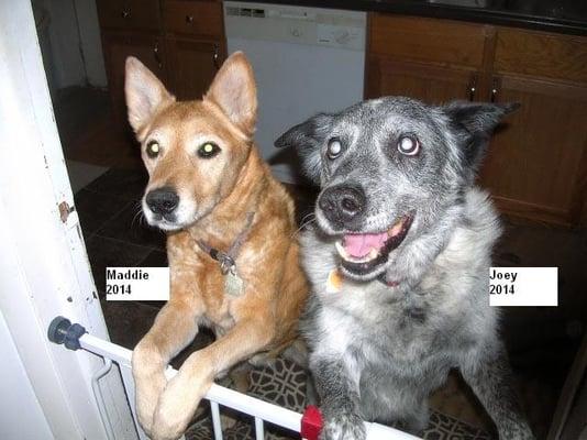 Maddie and Joey (deceased) companions for 15 years. Joey drowned while at Cache Valley Pet Hotel for the 1 hour temperament evaluation.