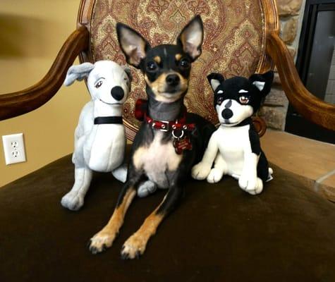 Khloe with Kermit & Marbles.  Dr. Mike Pfeifer's patient.