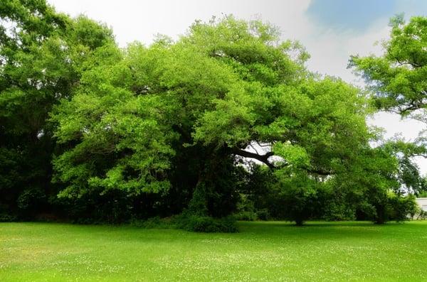 Beautiful Oak Trees surround the property here in Downtown Pascagoula.