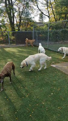 The Daycare dogs love there play time outside