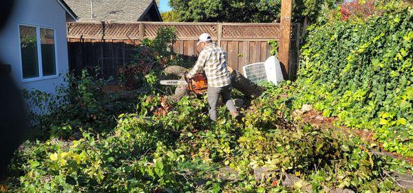 It is during Carlos I was doing the work of removing a fallen tree on my house, I recommend them 100%