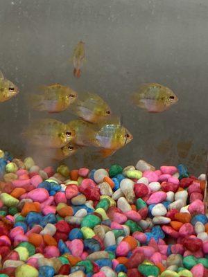 Ram cichlids