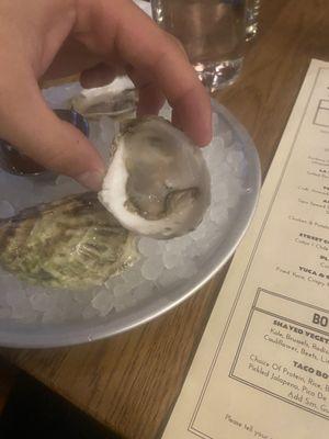 Oysters