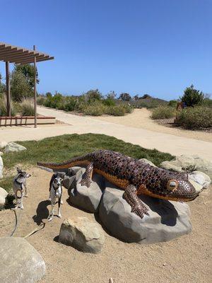 Lizard with my Italian greyhounds.