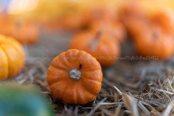 Arata's Pumpkin Farm