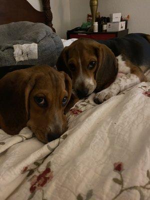 My new beagle babies.