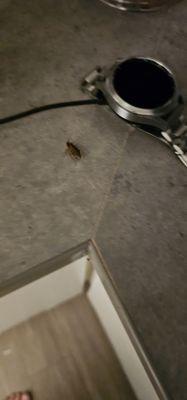 Roach on the kitchen counter