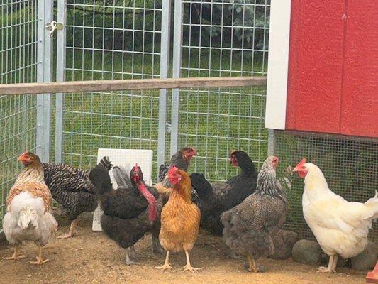 The girls are thinking about laying some eggs