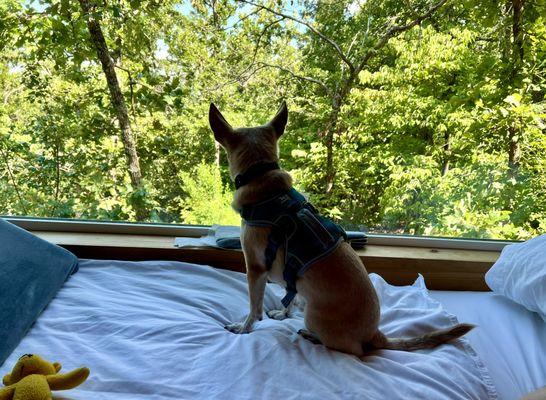 Our chihuahua enjoyed our stay in The Piney Woods, too!!