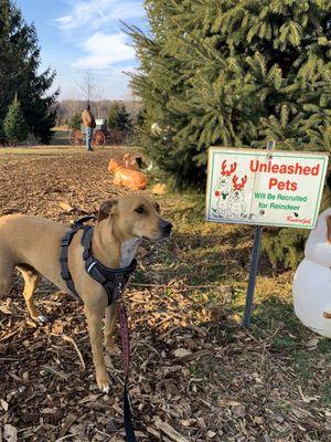 Pups on a leash are welcome to join the fun!