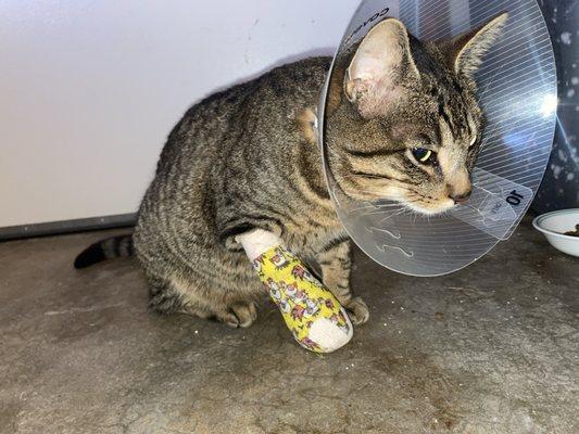 Larry after procedure. Larry got his paw cleaned and drained - infected paw - treated and bandaged