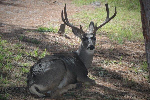 Ruidoso wild life