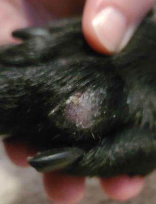 Austin scraped his paws badly, through his shoes, before we got him Toe-Ups. It's healing well now that he doesn't scrape his paws!