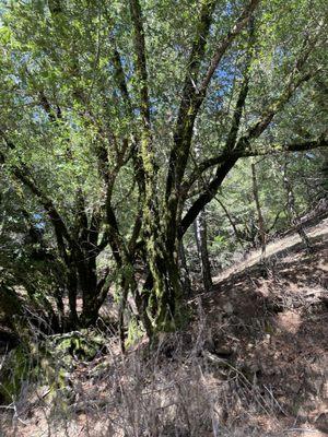 Rock Springs Trail, Mt. Tamalpais