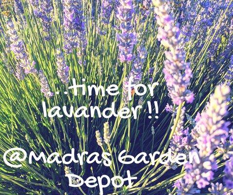 Visit the lavender demonstration garden