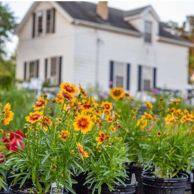 Perennial Coreopsis at Sugar Creek Gardens