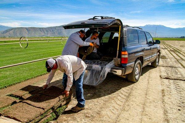 We even help you load your vehicle.  Remember sod is heavy so each 5 sqft piece is 20 lbs.  Know how much  weight your vehicle can handle.