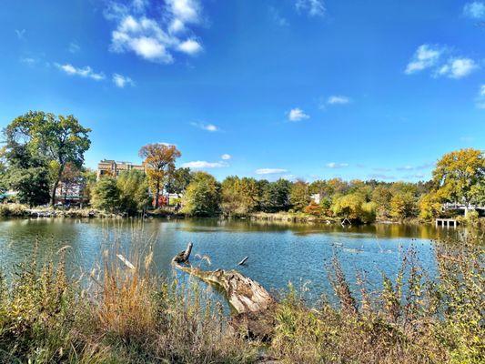 West Ridge Nature Preserve.       5801 N Western Ave, Chicago, IL  1mil Trial Loop. Peace Walk/Run Relaxing! Cool!