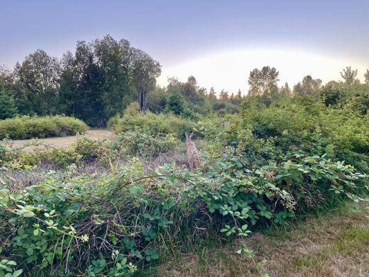 Deer jumping through the blackberries.