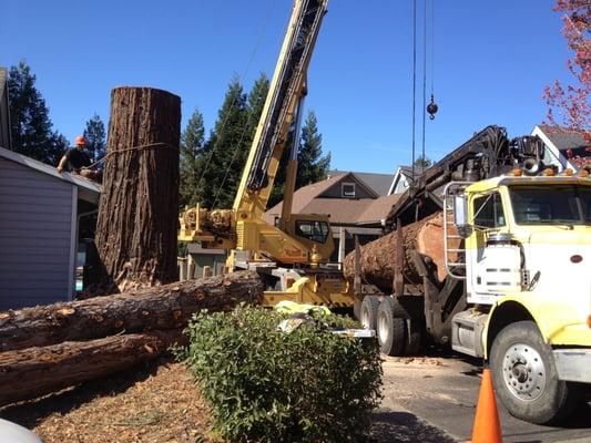 Tree Removal