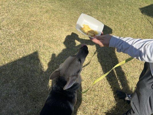 Cheese omelette made for the doggo - how sweet!