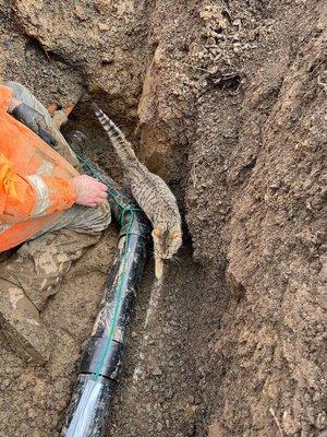 Kitty cat checking our the new sewer line.