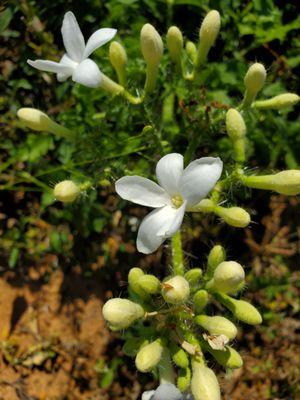 Bellamont Flowers