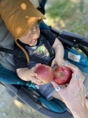 Picking our way through the orchard