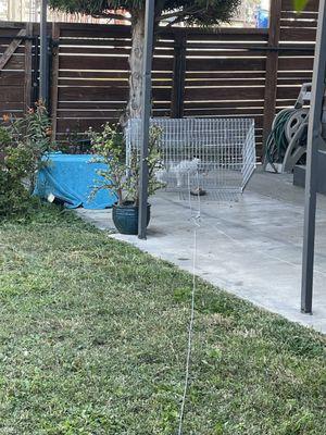 Trapping equipment for feral cat