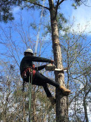 Texas Tree Elite trimming trees in The Woodlands.