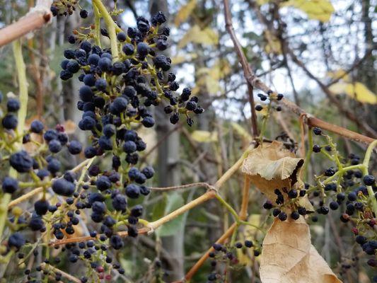 Wild grapes. The vines cling and grow to the top of trees.