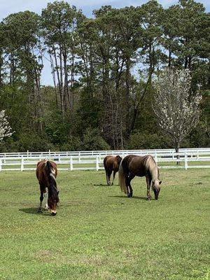 Horses