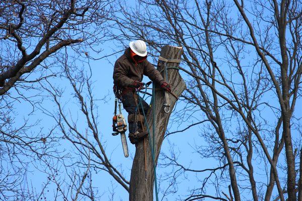 Rick's Expert Tree Service