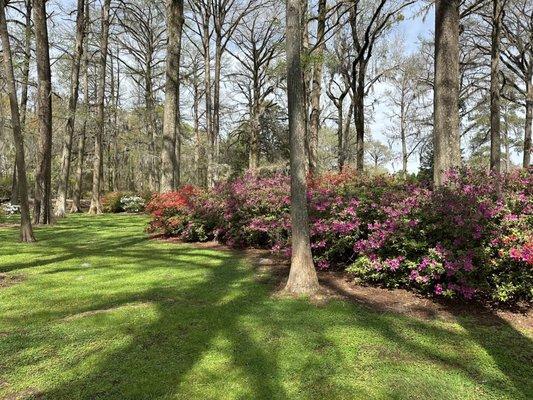 Azalea beds at Edisto Gardens