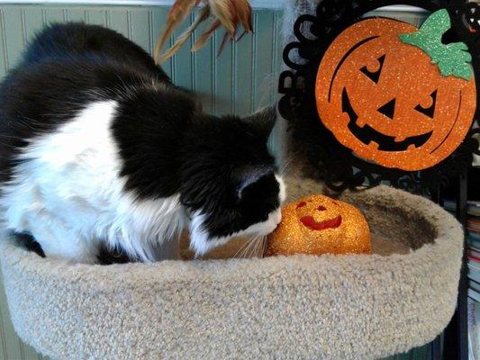 Halloween cat